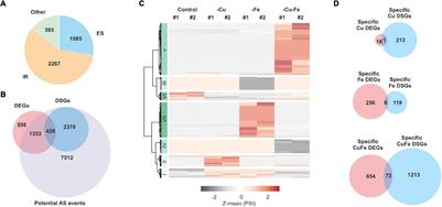 Analysis of Alternative Splicing During the Combinatorial Response to Simultaneous Copper and Iron Deficiency in Arabidopsis Reveals Differential Events in Genes Involved in Amino Acid Metabolism